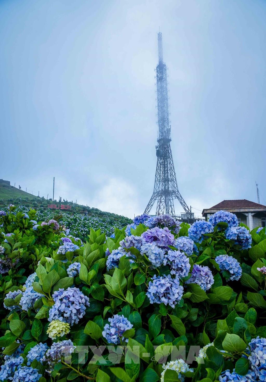 Photo - Sắc hoa Cẩm tú cầu trên đỉnh Mẫu Sơn