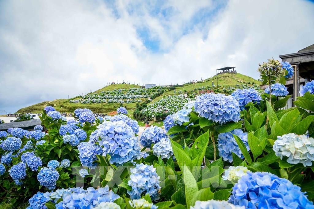 Cập nhật với hơn 103 hình nền hoa cẩm tú cầu đẹp mới nhất  thdonghoadian