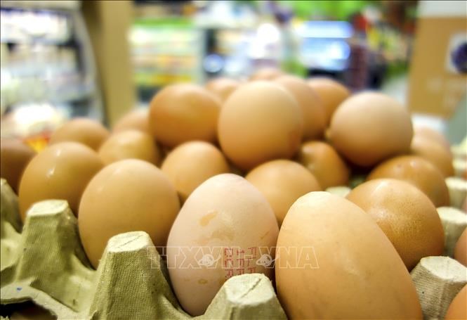 Loại bỏ trứng gà nuôi nhốt lồng khiến ngành công nghiệp trứng của Australia “lao đao”