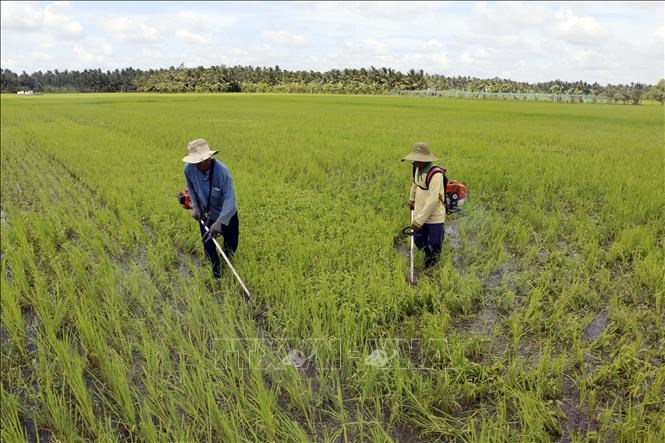 Đại hội XIII Hội Nông dân Việt Nam: Mong chờ giải pháp đột phá trong lĩnh vực nông nghiệp