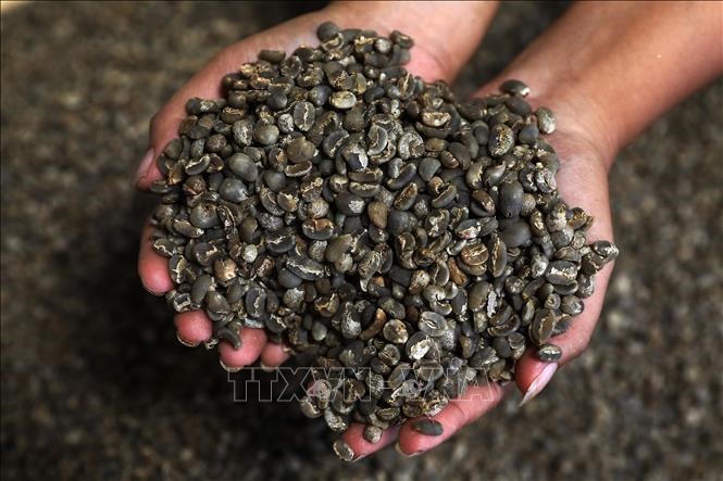 vna-potal-indonesia-san-luong-ca-phe-du-bao-giam-manh-do-hien-tuong-el-nino-stand-1-20250516120737.jpg