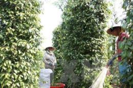 Agribank hỗ trợ người trồng hồ tiêu Agribank hỗ trợ người trồng hồ tiêu