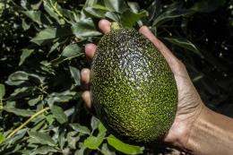 Quả bơ Chile được người tiêu dùng Trung Quốc ưa chuộng Quả bơ Chile được người tiêu dùng Trung Quốc ưa chuộng