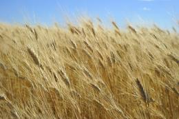 Mỹ khôi phục GSM-102, mở lại kênh tín dụng nông sản cho Nigeria