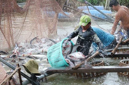Cá tra, tôm “bơi” mạnh vào thị trường nội địa