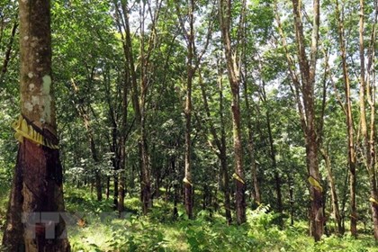 Đồng Nai cần thu hồi khoảng 3.400 ha đất cao su để thực hiện các dự án lớn
