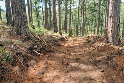 Làm rõ phương thức, thủ đoạn khai thác rừng khu vực giáp ranh của tỉnh Gia Lai