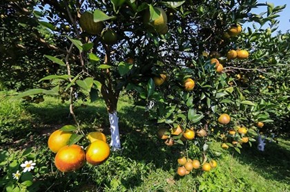 Cam Cao Phong nâng giá trị nhờ công nghệ chế biến sâu Cam Cao Phong nâng giá trị nhờ công nghệ chế biến sâu