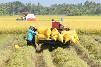 Thị trường nông sản: Giá lúa, gạo đều giảm