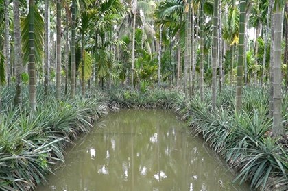 Khuyến cáo nông dân cẩn trọng khi mở rộng diện tích trồng cau