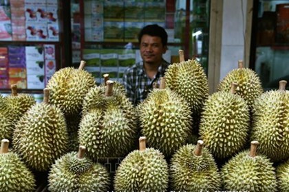 Sầu riêng Thái Lan giảm giá mạnh nhất trong vòng 10 năm Sầu riêng Thái Lan giảm giá mạnh nhất trong vòng 10 năm