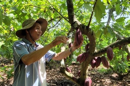  Giá ca cao lao dốc mạnh