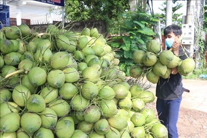 Xây dựng thương hiệu, hình thành liên kết chuỗi giá trị sản phẩm lúa và dừa