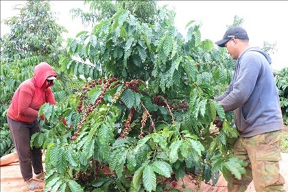 Lâm Đồng đặt mục tiêu 90% diện tích cà phê được tái canh, sử dụng giống mới