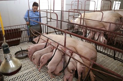 Ngành chăn nuôi lợn chuyển mình với AI và công nghệ số Ngành chăn nuôi lợn chuyển mình với AI và công nghệ số