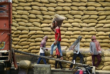 Giá gạo Ấn Độ và Thái Lan ít biến động trước thềm Tết Nguyên đán