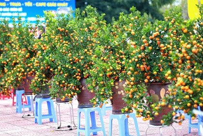 Cách chọn quất cảnh Tết đẹp, hợp phong thủy và mang tài lộc cho năm mới
