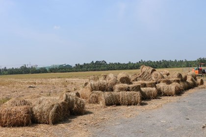 Ứng dụng chế phẩm sinh học - đột phá giảm phát thải khí mê-tan
