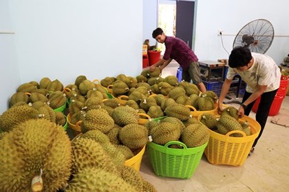 Đồng Tháp tăng tốc chuẩn hóa vùng sầu riêng, hướng tới xuất khẩu bền vững
