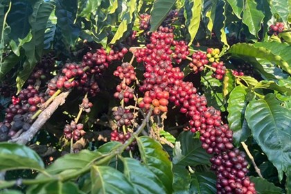 Giá cà phê tiếp tục tăng nóng trước áp lực nguồn cung Giá cà phê tiếp tục tăng nóng trước áp lực nguồn cung