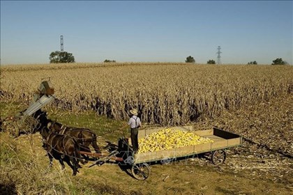 Giá gạo, cà phê tăng; thị trường nông sản chịu tác động El Nino Giá gạo, cà phê tăng; thị trường nông sản chịu tác động El Nino