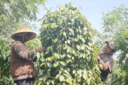   Xuất khẩu hồ tiêu giữ đà tăng, dư địa ở chế biến sâu