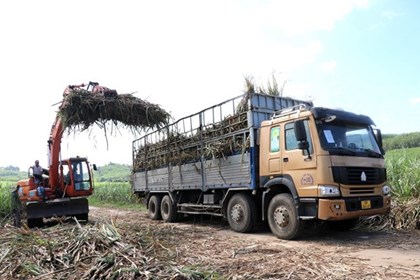 Ngành mía đường trước sức ép lớn từ đường lỏng nhập khẩu