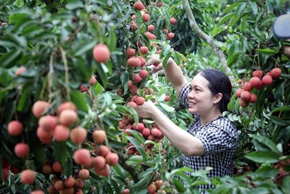 Thúc đẩy hợp tác, chuẩn bị điều kiện xuất khẩu vải thiều sang thị trường Bắc Mỹ