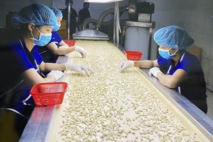 Xây dựng thương hiệu quốc gia, mở rộng thị trường mới cho hạt điều Xây dựng thương hiệu quốc gia, mở rộng thị trường mới cho hạt điều