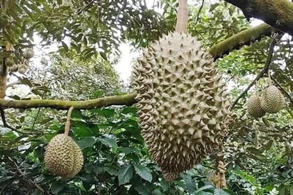 Sầu riêng Đắk Lắk “lên luồng xanh” xuất ngoại