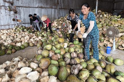 Dừa Vĩnh Long vươn mình vào chuỗi giá trị toàn cầu