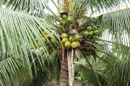 Định hình tương lai bền vững cho ngành hàng dừa Việt