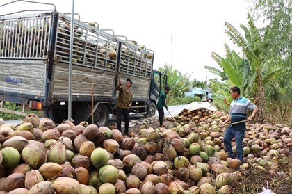Xây chuỗi giá trị, nâng tầm thương hiệu dừa Việt