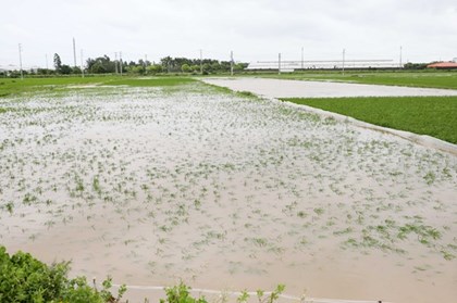 Hà Nội khẩn trương thu hoạch lúa "xanh nhà hơn già đồng"