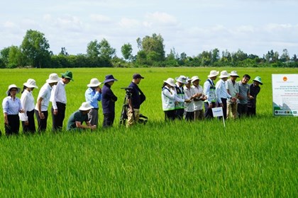 Kiện toàn hệ thống khuyến nông quốc gia theo mô hình chính quyền hai cấp