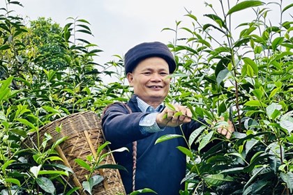 Chè Shan tuyết Tuyên Quang: “Mỏ vàng xanh” giữa đại ngàn Chè Shan tuyết Tuyên Quang: “Mỏ vàng xanh” giữa đại ngàn