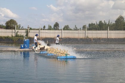 Giá tôm cuối vụ tại Đồng Tháp tăng mạnh
