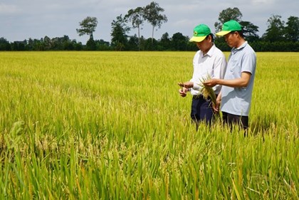 Cần Thơ: Canh tác lúa giảm phát thải giúp nông dân tăng lợi nhuận, bảo vệ môi trường