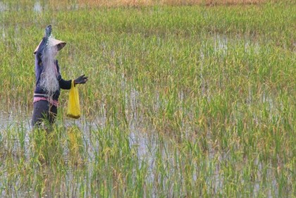 Tháo “nút thắt” vốn vay cho hợp tác xã tham gia Đề án 1 triệu ha lúa