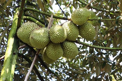 Xuất khẩu sầu riêng ổn định trở lại sau thời gian ngắn gián đoạn bởi kiểm nghiệm