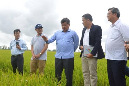 Công nghệ tưới tích hợp AI mở đường cho Đề án 1 triệu ha lúa phát thải thấp​