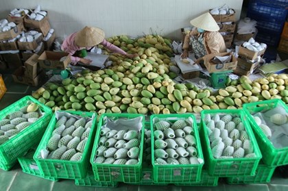 Đồng Tháp trên hành trình trở thành trung tâm nông sản xuất khẩu