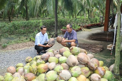 Dừa khô được giá mang lại lợi nhuận cao cho nông dân
