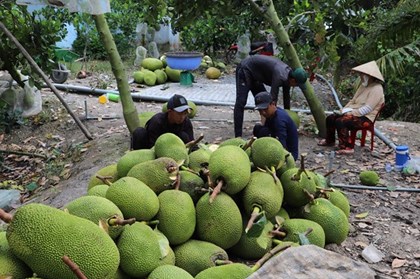 Mít siêu sớm “lên ngôi”, giá tăng vọt cuối năm