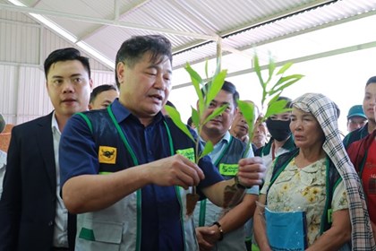 Khuyến nông cộng đồng hỗ trợ phát triển vùng nguyên liệu gỗ lớn