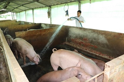 Nghề nuôi lợn ở Đồng Tháp khởi sắc, nông dân lãi lớn