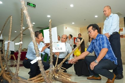 Chọn tạo giống sắn kháng bệnh khảm lá bằng công nghệ phân tử