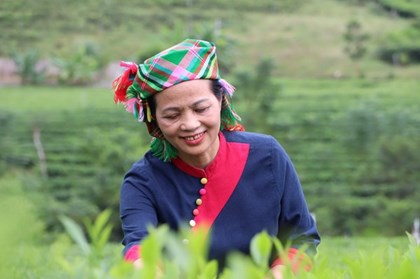 Nâng tầm trà La Bằng theo tư duy kinh tế nông nghiệp hiện đại