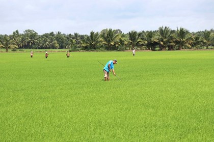 Nông nghiệp Vĩnh Long tăng tốc, hướng đích lớn cuối năm