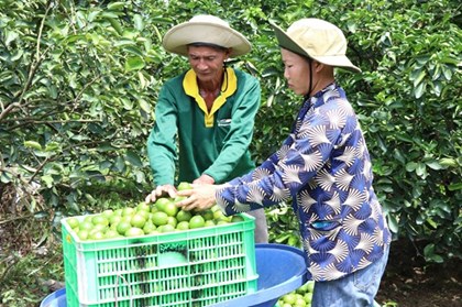 Vĩnh Long: Chanh không hạt mang lại “quả ngọt”